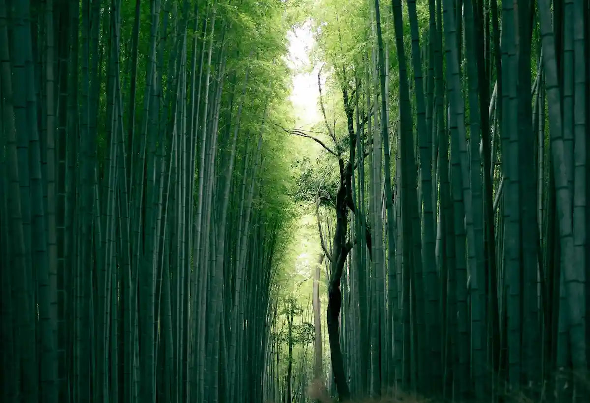 tall bamboo forest in japan